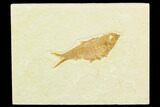 Fossil Fish (Knightia) - Green River Formation #130321-1